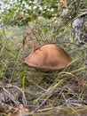 a close up of a mushroom growing on a tree branch Royalty Free Stock Photo