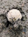 A close-up of a mushroom head sprouts from under the ground