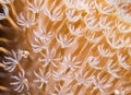 Close-up of a coral