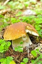 Close-up of mushroom porcini Royalty Free Stock Photo