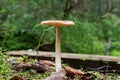 Close up of a mushroom Tawny grisette (Amanita fulva) with green forest background Royalty Free Stock Photo