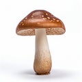 Close-Up View of Mushroom on a Clean, White Surface Royalty Free Stock Photo