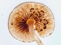 A close up of a mushroom on a white surface Royalty Free Stock Photo