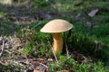 Close-up of mushroom boletus growing on forest floor from green moss, edible fungus Velvet Bolete Suillus variegatus, Autumn Royalty Free Stock Photo