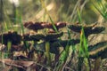 Close-up of mushrooms Royalty Free Stock Photo