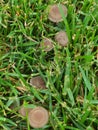 Close up of mushrooms in grass Royalty Free Stock Photo