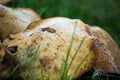 A close up of mushrooms between the grass Royalty Free Stock Photo