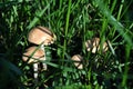 Close-up mushrooms group in emerald green grass, soft bokeh Royalty Free Stock Photo