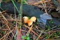 Close-up mushrooms group with yellow head, rotten grass background Royalty Free Stock Photo