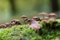 Close-up of mushrooms growing in bright green mossy soil in a forest