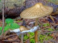 Mushroom growth fruit body with gills, fall season nature