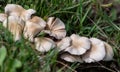Close up of mushrooms growing in the grass Royalty Free Stock Photo