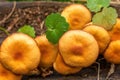 Close-up of mushrooms of the honey mushroom family in the forest in autumn. Royalty Free Stock Photo