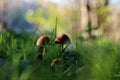 Close up of mushrooms on a meadow between grass Royalty Free Stock Photo