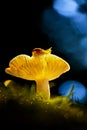 Close up mushrooms and snail Royalty Free Stock Photo