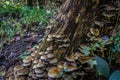 A close up of mushrooms on tree.