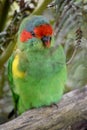 this is a close up of a musk lorikeet