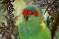 this is a close up of a musk lorikeet Royalty Free Stock Photo