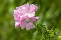Musk mallow malva moschata flower Royalty Free Stock Photo