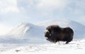 Close up of a Musk Ox in Dovrefjell mountains in winter Royalty Free Stock Photo