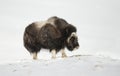 Close up of a Musk Ox standing in snow Royalty Free Stock Photo