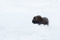 Close-up of a Musk Ox walking in snow storm Royalty Free Stock Photo