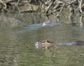 Close up muskrat Ondatra zibethicus swimming in swamp lake, s Royalty Free Stock Photo