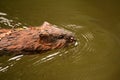 Close up of a muskrat swimming along a river