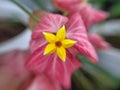 close up Mussaenda erythrophylla - Monaco Nature Encyclopedia photographed at close range during the day Royalty Free Stock Photo