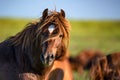 Wild stallion grazing on summer meadow