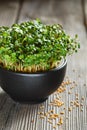 Close-up of Mustard Microgreens, green leaves and stems. Sprouting Microgreens. Seed Germination at home. Vegan and healthy eating Royalty Free Stock Photo