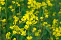 Close up of Mustered Flowers Brassicaceae Royalty Free Stock Photo