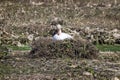 Close up of a Mute Swam sat on raised nest of twigs on mudflats in Poole harbour, Dorset, UK