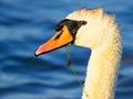 Close up of a Mute Swan