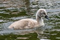 Beautiful Mute Swan Cygnetand chicks Cygnus olor in nature