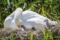A close up of a mute swan and cygnets on a nest in Sussex, on a sunny spring day Royalty Free Stock Photo