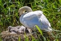 A mute swan and her cygnets on the nest in the spring sunshine Royalty Free Stock Photo