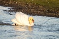 Close up of a Mute Swan Cygnus olor in threat pose swimming across lake at speed