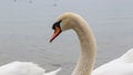 Close up of a mute swan cygnus olor.