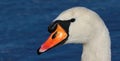 Close up of Mute swan head