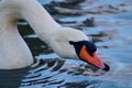 A mute swan about to drink Royalty Free Stock Photo