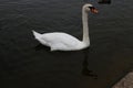 A close up of a Mute Swan