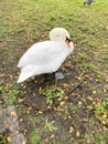 A close up of a Mute Swan in London