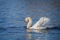 Close up of a Mute Swan making headway on a lake in Wiltshire, Royalty Free Stock Photo