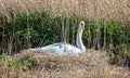 Close up of mute Swan on nest in reed beds
