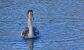 Close up of Mute Swan Signet - Juvenile on Water