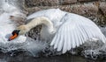 Close up of a mute swan violently flapping wings creating great splashes of water