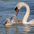 Close up of mute swans family Cygnus olor