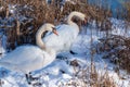 Close up mute swans near the lake during the winter in Denmark Royalty Free Stock Photo