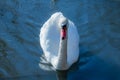 Close up mute swans near the lake during the winter in Denmark Royalty Free Stock Photo